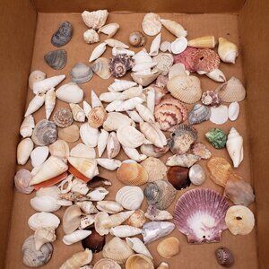 1.5 lb Mixed Seashell Lot 1–3" Natural Craft Shells Cones Scallops Coastal Decor